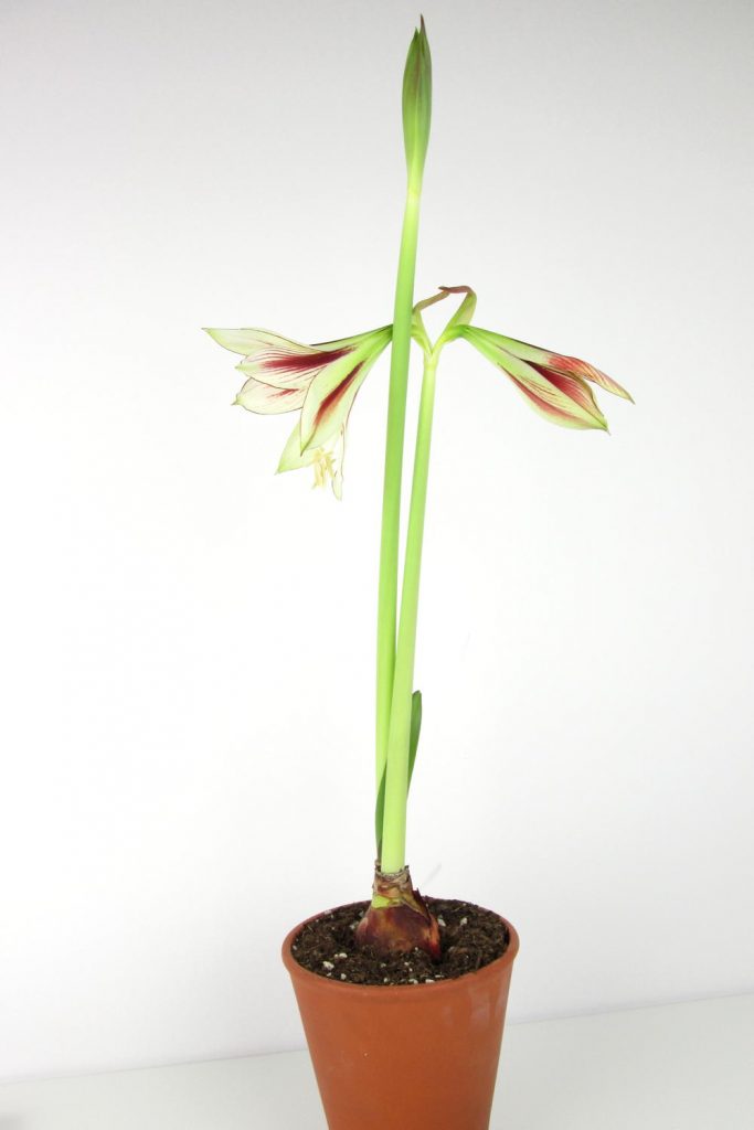 Full height photo of the side view of an opening flower and two more buds on light green and red striped amaryllis (hippeastrum) 'Dragonfly' (from the Sonatini collection), growing in a tall terracotta rose pot.