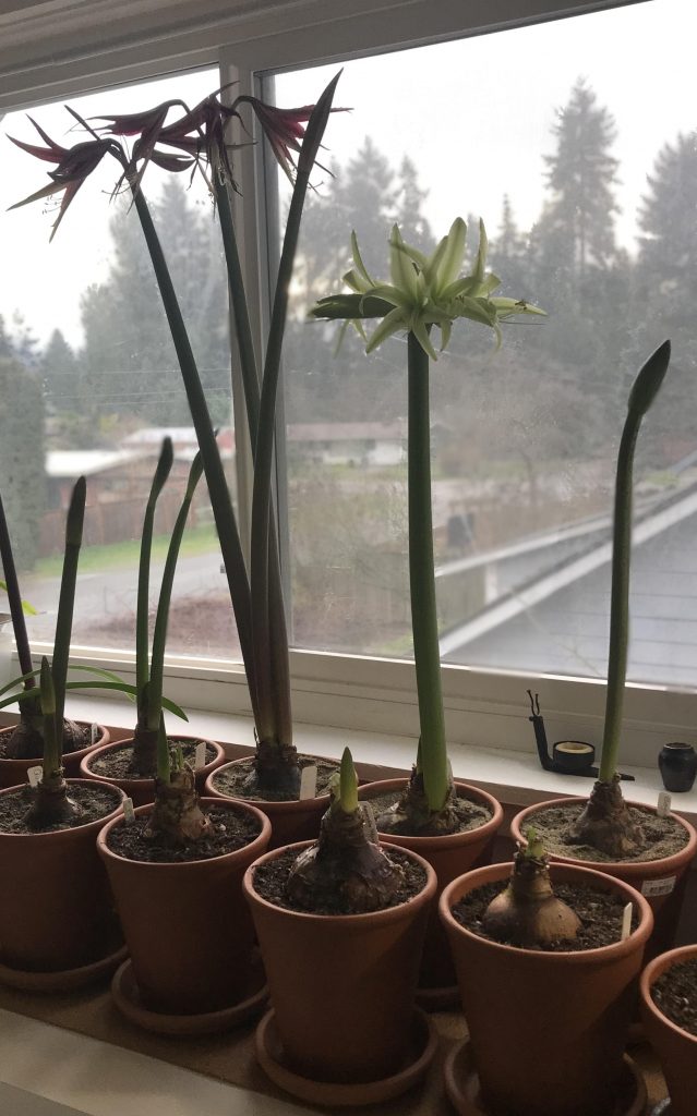 Many potted amaryllis growing in a window in Wraptillion's studio, with 'La Paz' and 'Emerald' in bloom.