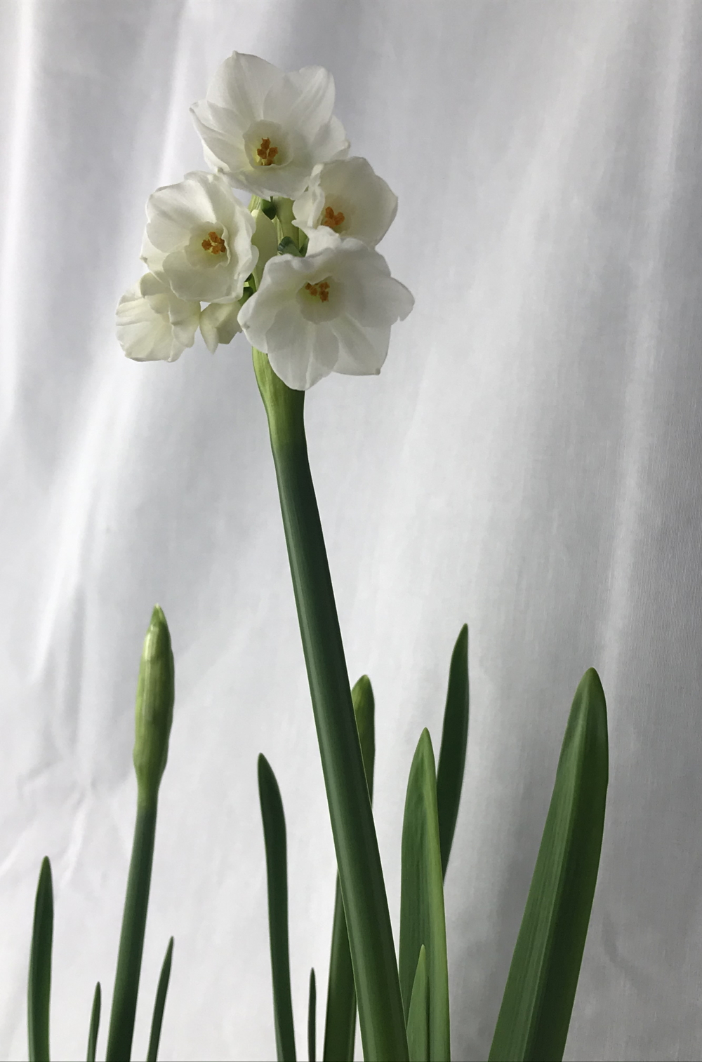 A photo of white paperwhite narcissus flowers and green buds and leaves indoors, with a white curtain in the background.