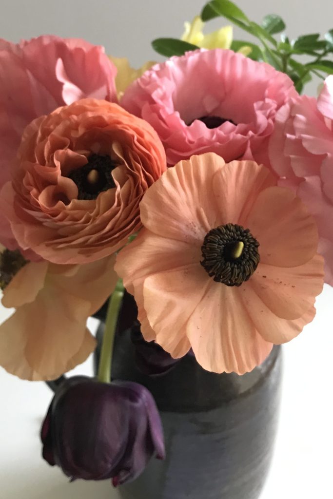 Closeup of salmon and pink ranunculus with black tulips and choisya foliage in a green ceramic pitcher.